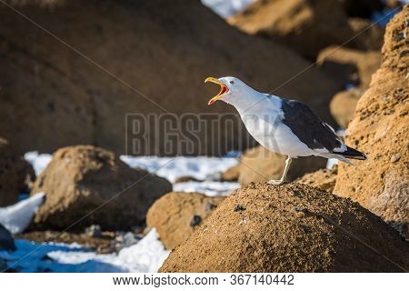 Squawking Kelp Gull On Rock In Snow
