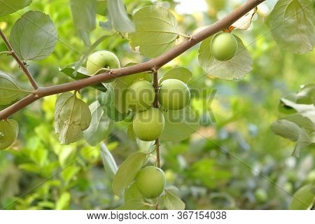 Ziziphus Mauritiana, Also Known As Chinese Date,chinee Apple, Indian Plum, Indian Jujube, Ber Fruit 