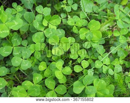 Crenatae Water-clovers Fresh Bright Green Leaves Marsilea Minuta