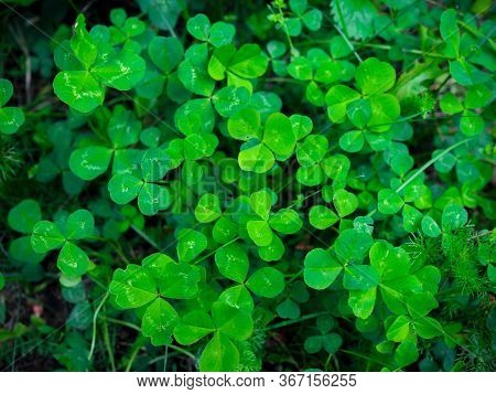 Crenatae Water-clovers Fresh Bright Green Leaves Marsilea Minuta