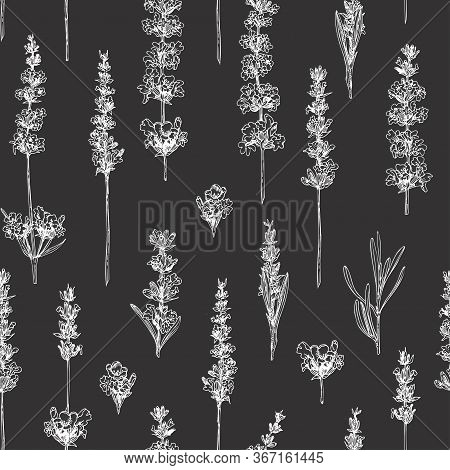 Semless Pattern With Hand Drawn Sketch Of Cute Lavender Flower Isolated On Chalkboard Background. Fr