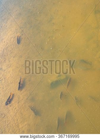 Top View Of Carp Fishes (cyprinus Carpio) In The River Onyar In Girona (catalonia - Spain)
