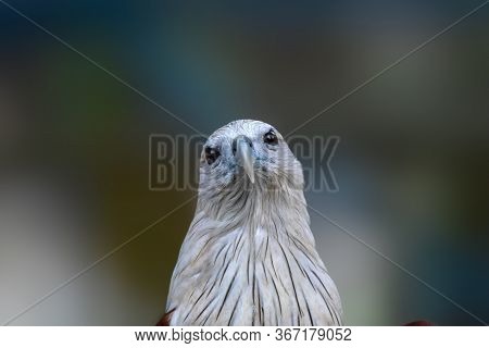 Hawk Portrait, Hawk Eyes View.