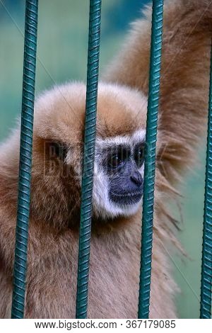 Gibbon Clanging Inside Of The Cage At The Zoo.