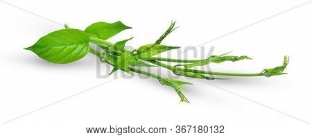 Gymnema Inodorum Leaf Or Gurmar Leaf  Isolated On White Background, Tropical Herb, Drug Treatment Fo