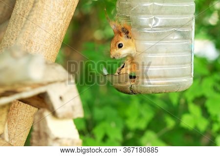 A Hungry Young Squirrel In A Plastic Feeder Eats Sunflower Seeds
