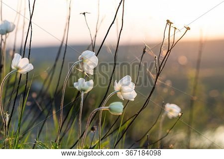 Macro Photo Of A Tender Little White Flowers And Green Grass Entwined With Cobwebs