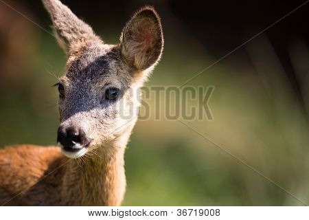 Młody Roebuck (capreolus capreolus)