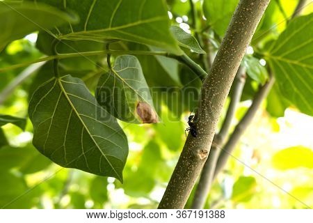 Millettia Pinnata Tree Can Be Used For Fuel Tree Hosts Lac Insects And Is Valued As An Ornamental Pl