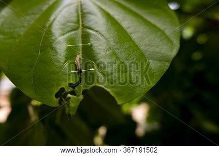 Millettia Pinnata Tree Can Be Used For Fuel Tree Hosts Lac Insects And Is Valued As An Ornamental Pl