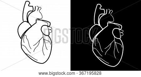 Outline Vector Drawing Of A Human Heart. Illustration With Simple Lines In Two Versions - Black On A