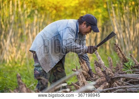 Agriculture Is Harvesting Tapioca From Cassava Farms. Large Cassava Roots. Harvest Or Dig Root. Cass