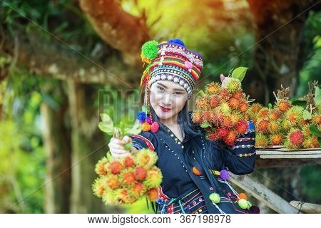 Hilltribes And Rambutans In The Harvest Season