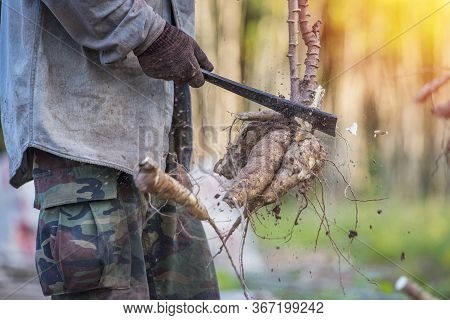 Agriculture Is Harvesting Tapioca From Cassava Farms.