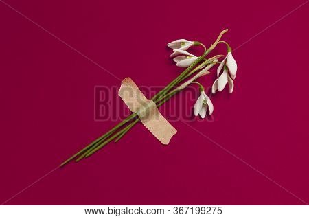 Spring Snowdrop Flowers Are Glued With Tape On A Red Background. Romantic And Tender Congratulations