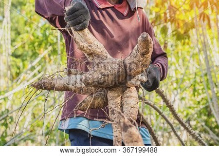 Agriculture Is Harvesting Tapioca From Cassava Farms.