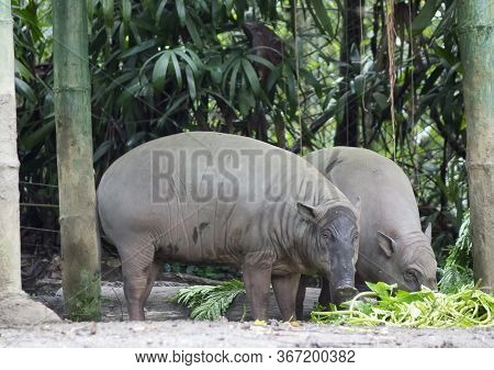 Buru Babirusa (babyrousa Babyrussa) Is A Wild Pig-like Animal Native To The Indonesian Islands