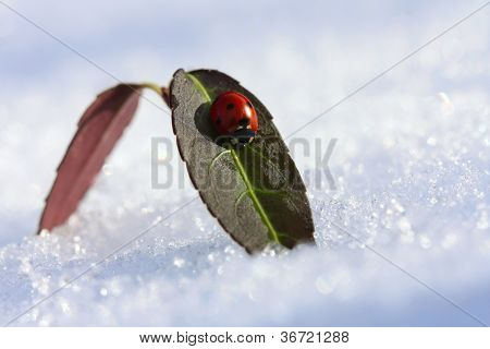 Coccinelle sur une feuille dans une journée ensoleillée d'hiver