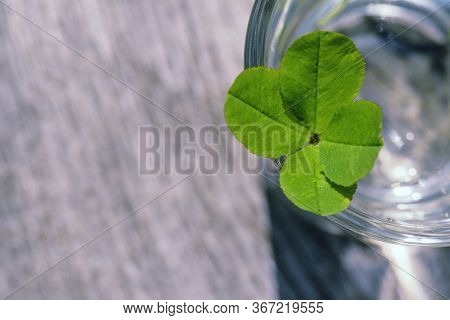 Four Leaf Clover. Green Clover Close-up. Four Leaf Clover Background For Good Luck.