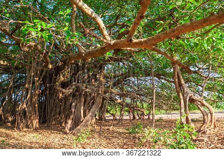 Big Banyan Or Indian Ficus Tree In Goa In India