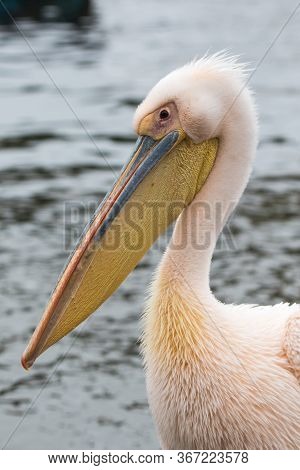 Portrait Of Beautiful Water Bird Pink-backed Pelican With Yellow Beak And Gentle Pink Feathers And F