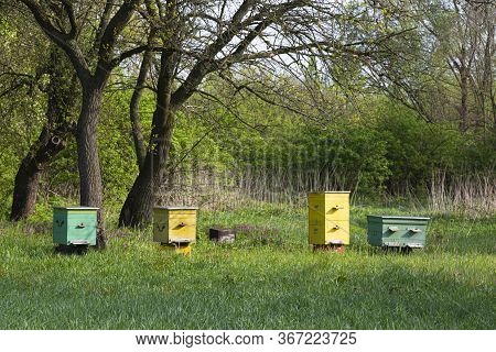 Old Apiary. Colorful Wooden Bee Hives In The Garden On Green Grass. Surroundings Of Opishnya Village