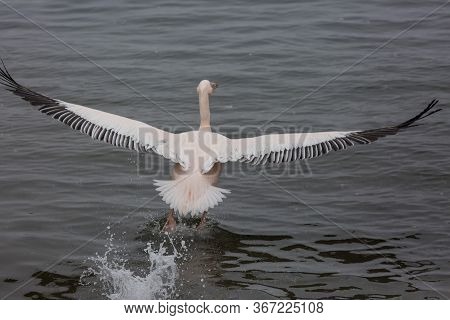 Beautiful Water Bird Pink-backed Pelican With Yellow Beak And Gentle Pink Feathers And Funny Topknot