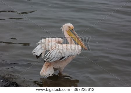 Portrait Of Beautiful Water Bird Pink-backed Pelican With Yellow Beak And Gentle Pink Feathers And F