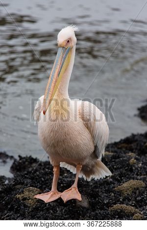 Portrait Of Beautiful Water Bird Pink-backed Pelican With Yellow Beak And Gentle Pink Feathers And F
