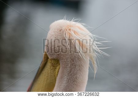 Portrait Of Beautiful Water Bird Pink-backed Pelican With Yellow Beak And Gentle Pink Feathers And F