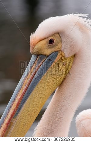 Portrait Of Beautiful Water Bird Pink-backed Pelican With Yellow Beak And Gentle Pink Feathers And F
