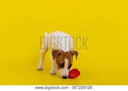 Puppy Jack Russell Terrier Plays With A Red Tulip Bud. Shorthair Thoroughbred Little Dog Cheerfully 