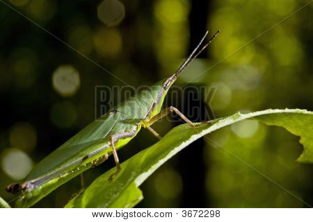 ตั๊กแตน