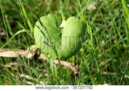 Close-up Grape Leaf In Grass Background Conccept