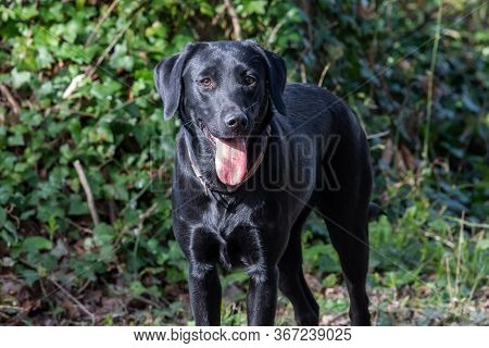 Portrait Of A Cute Black Labrador Puppy