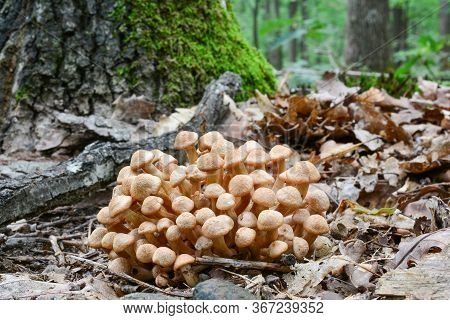 Very Young Specimen Of Armillaria Tabescens Or Ringless Honey Fungus In Natural Habitat, Oak Forest,