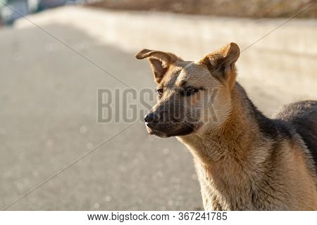 Outbred Dog On The Street On A Sunny Day Stands And Carefully Looks To The Side. Horizontal Orientat
