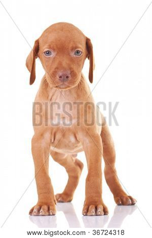 ฮังการี viszla น่ารักลูกสุนัขสุนัขยืนบนพื้นหลังสีขาว