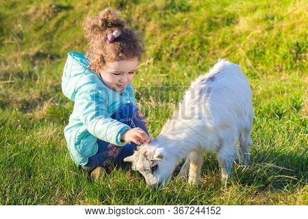 Little Cute Pretty Girl, Kid, Child Hugging, Playing With Baby Goat Or Lamb On Rancho, Farm, Yard In