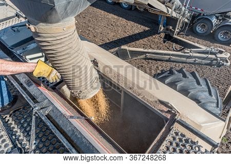 Loading Wheat Seed From The Semi Into The Air Drill For Seeding In Saskatchewan, Canada