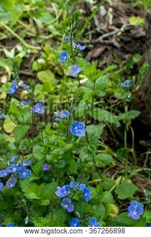 Beautiful Veronica Chamadris - Blue Flowers In Spring. In The Spring, Veronica Chamaedrys Blooms In 
