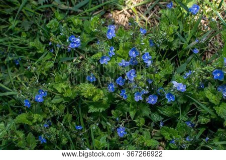 Veronica Chamaedrys - Blue Blossoms Bird's-eye Speedwell, Veronica Chamaedrys.