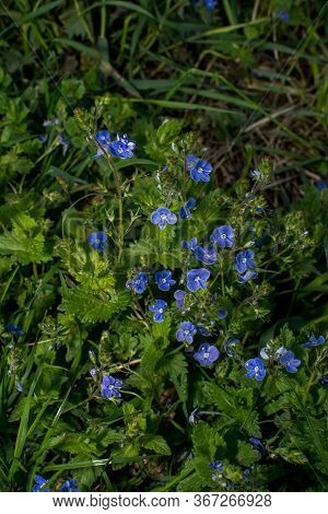 Veronica Chamaedrys - Blue Blossoms Bird's-eye Speedwell, Veronica Chamaedrys.
