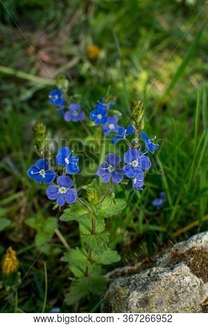 Veronica Chamaedrys - Blue Blossoms Bird's-eye Speedwell, Veronica Chamaedrys.