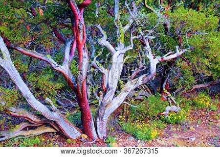 Manzanita Plant With It\'s Smooth Red Bark Besides Spring Wildflowers Taken At A Chaparral Woodland 