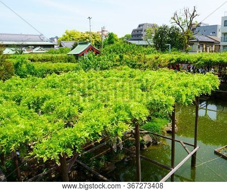 Tokyo / Japan. Relaxing Gardens In Kameido Tenjin Shrine