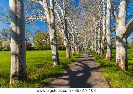 Plane alley in the castle park in Straznice, Southern Moravia, Czech Republic