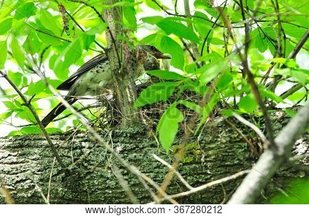 A Bird Feeds The Chicks In The Nest. The Fieldfare (turdus Pilaris) Is A Member Of The Thrush Family