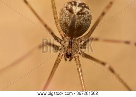 Selective Focus Spider's Face. Pholcus Phalangioides Also Known As The Longbodied Cellar Spider.