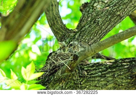 A Bird Feeds The Chicks In The Nest. The Fieldfare (turdus Pilaris) Is A Member Of The Thrush Family